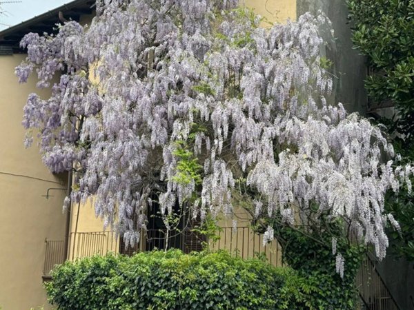 casa indipendente in vendita a Cantello in zona Gaggiolo