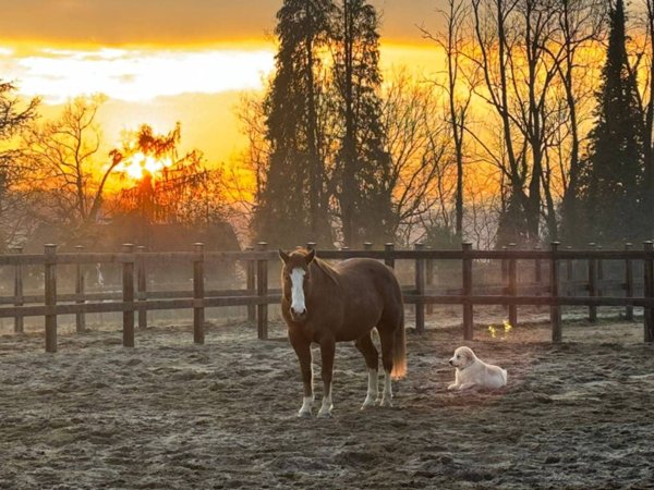 casa indipendente in vendita a Cantello