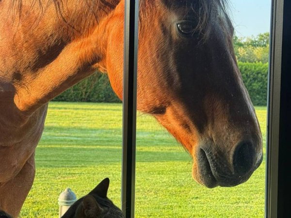 casa indipendente in vendita a Cantello