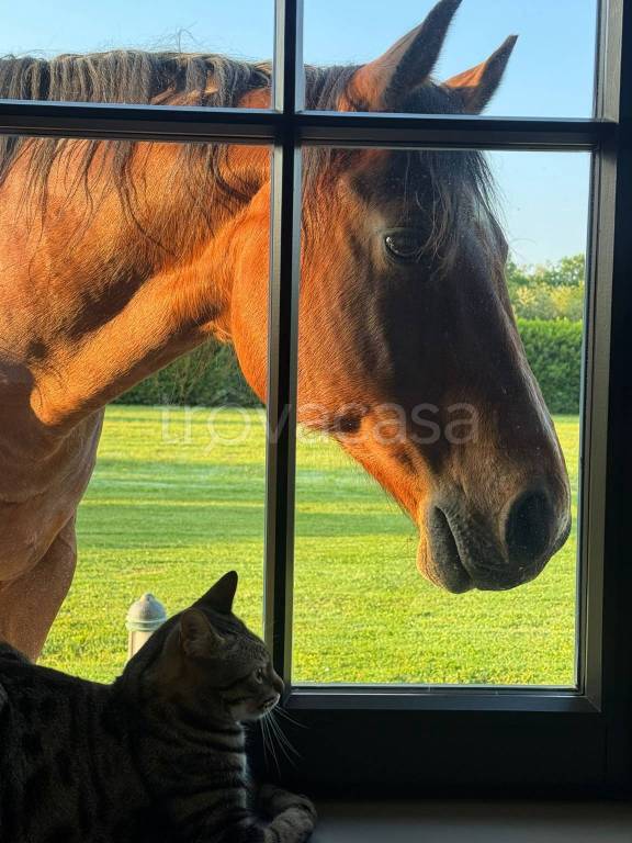 casa indipendente in vendita a Cantello