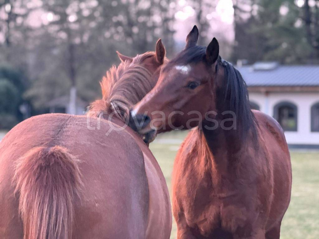 casa indipendente in vendita a Cantello