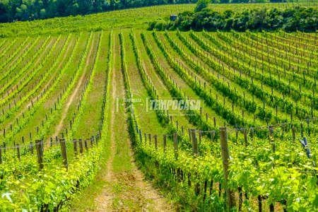 terreno edificabile in vendita a Gerenzano