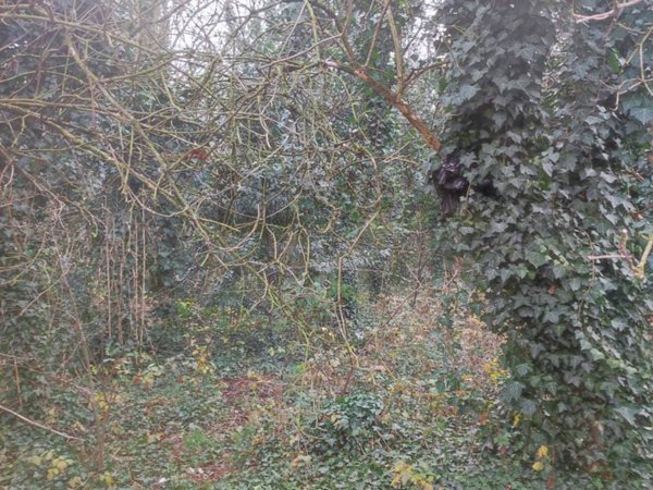 terreno agricolo in vendita a Gorla Maggiore