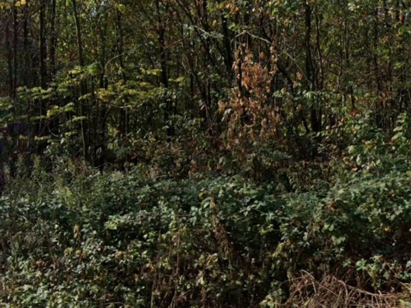 terreno edificabile in vendita a Gorla Minore