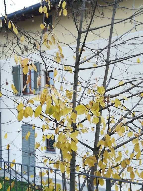 appartamento in vendita a Gornate Olona