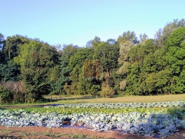 terreno agricolo in vendita a Leggiuno in zona Bosco