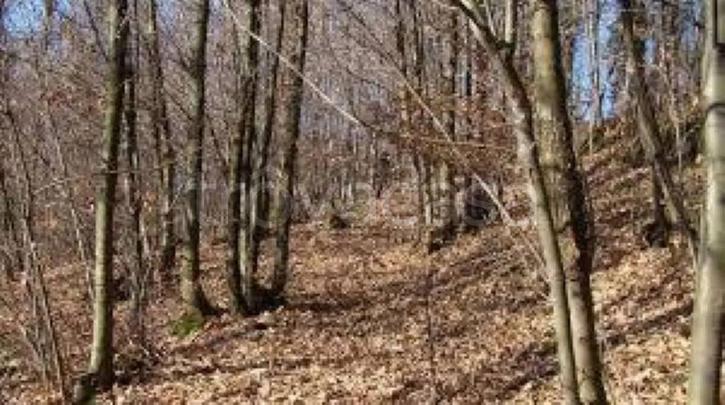 terreno agricolo in vendita a Luino in zona Bonga