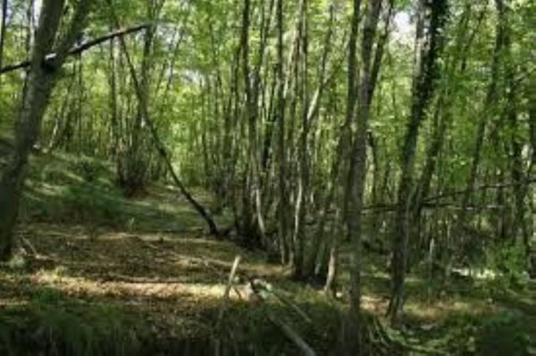 terreno in vendita a Samarate