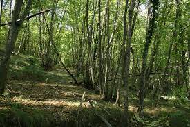 terreno in vendita a Samarate