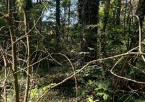 terreno agricolo in vendita a Somma Lombardo in zona Coarezza