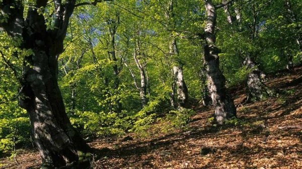 terreno agricolo in vendita a Taino
