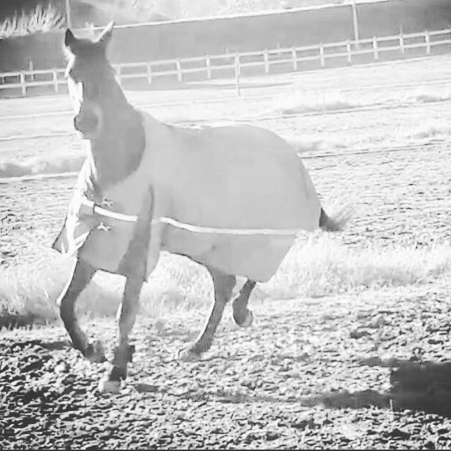casa indipendente in vendita a Vedano Olona in zona Careno