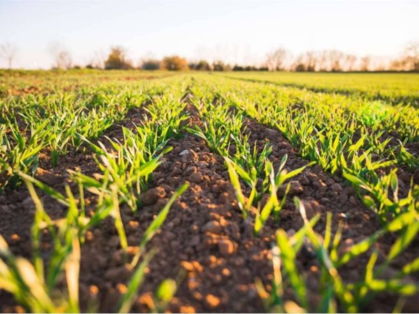 terreno agricolo in vendita ad Anzano del Parco