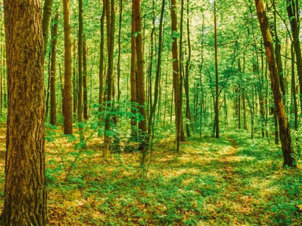 terreno agricolo in vendita a Blevio