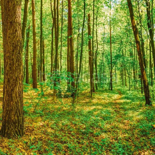 casa indipendente in vendita a Blevio