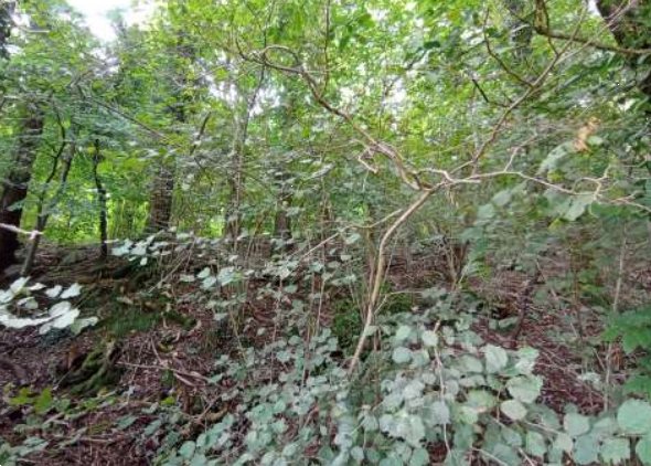 terreno agricolo in vendita a Castelmarte