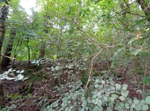 terreno agricolo in vendita a Castelmarte