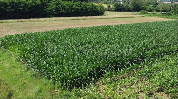 terreno agricolo in vendita a Fenegrò