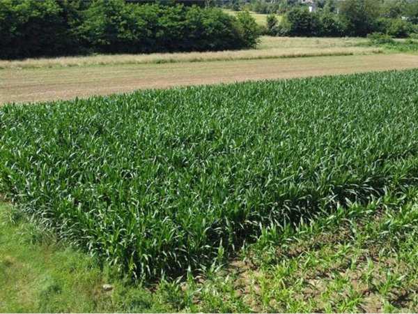 terreno agricolo in vendita a Fenegrò