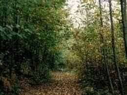 terreno agricolo in vendita a Fino Mornasco