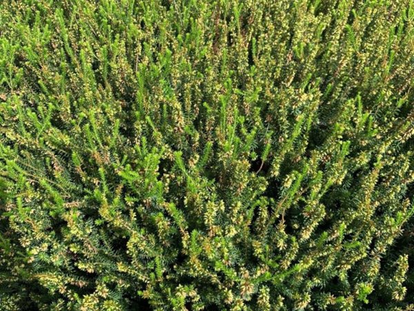 terreno agricolo in vendita a Locate Varesino