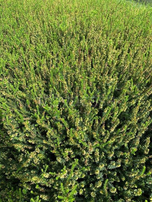 terreno in vendita a Locate Varesino