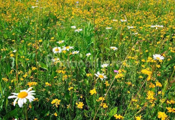 terreno edificabile in vendita a Mariano Comense