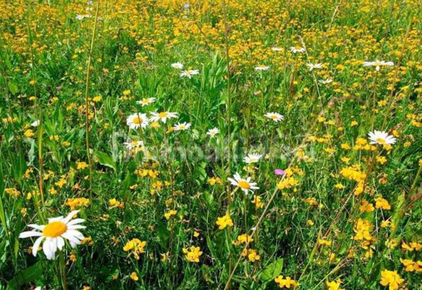 terreno edificabile in vendita a Mariano Comense