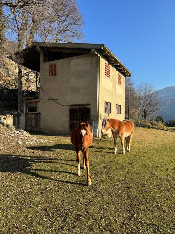terreno agricolo in vendita a Valbrona in zona Visino