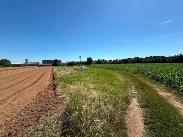 terreno agricolo in vendita a Veniano