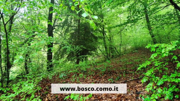 terreno agricolo in vendita a Centro Valle Intelvi in zona Casasco d'Intelvi