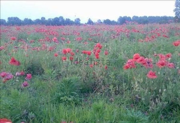 terreno edificabile in vendita a Solbiate con Cagno