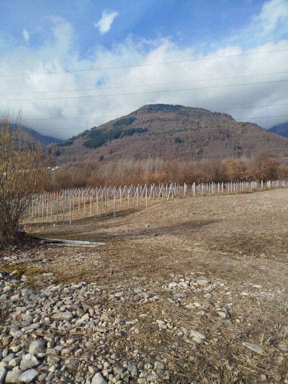terreno agricolo in vendita a Berbenno di Valtellina