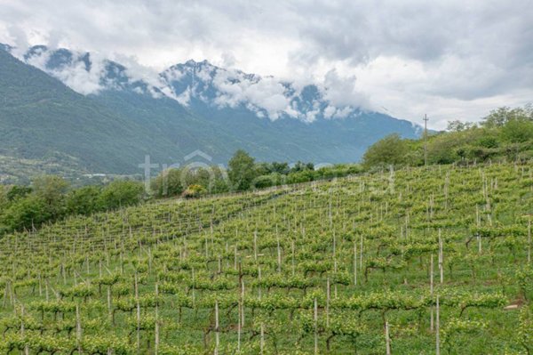terreno agricolo in vendita a Castione Andevenno in zona Canovi