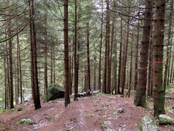 casa indipendente in vendita a Civo in zona Poira