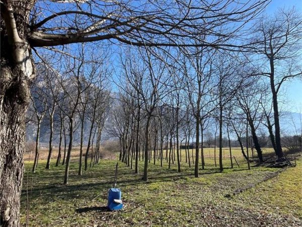 terreno agricolo in vendita a Samolaco