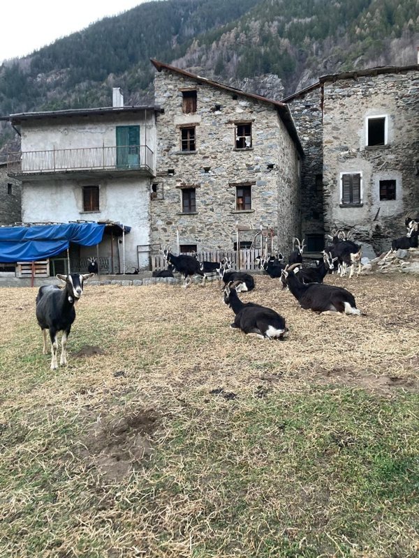 pentavano in vendita a Sondalo in zona Migiondo