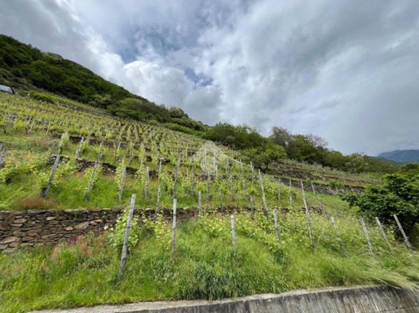 terreno agricolo in vendita a Villa di Tirano