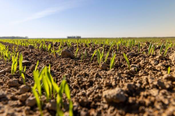 terreno agricolo in vendita ad Arluno in zona Rogorotto
