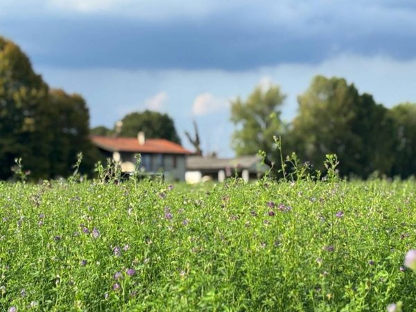 casa indipendente in vendita a Bareggio