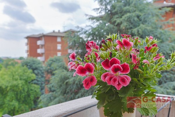 appartamento in vendita a Bollate