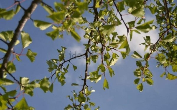 terreno agricolo in vendita a Cambiago