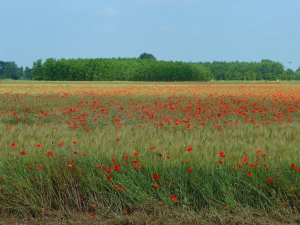 terreno agricolo in vendita a Cassano d'Adda
