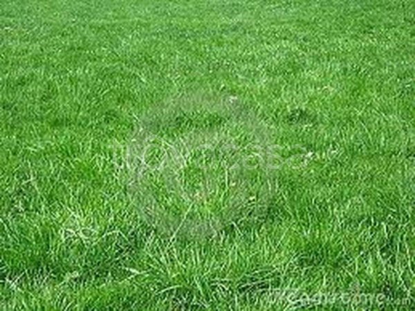 terreno agricolo in vendita a Cerro Maggiore in zona Cantalupo