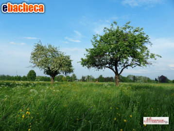 terreno agricolo in vendita a Corbetta in zona Soriano