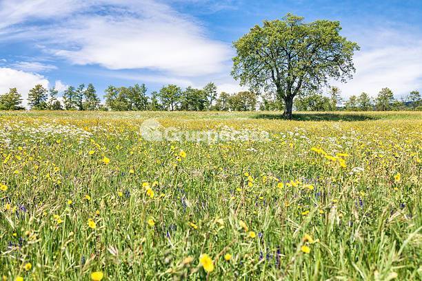 terreno agricolo in vendita a Corbetta