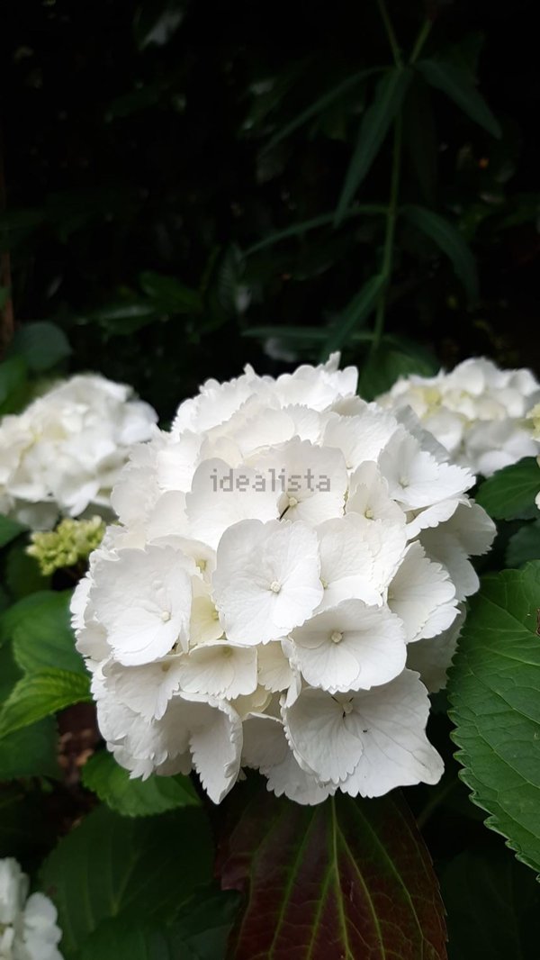 casa indipendente in vendita a Corbetta