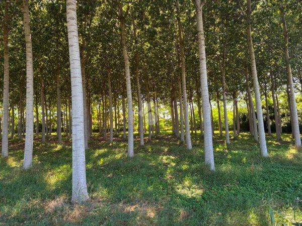 terreno agricolo in vendita a Corbetta in zona Soriano