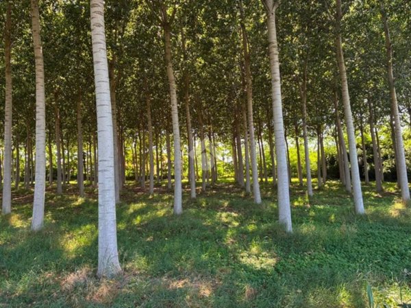 terreno agricolo in vendita a Corbetta