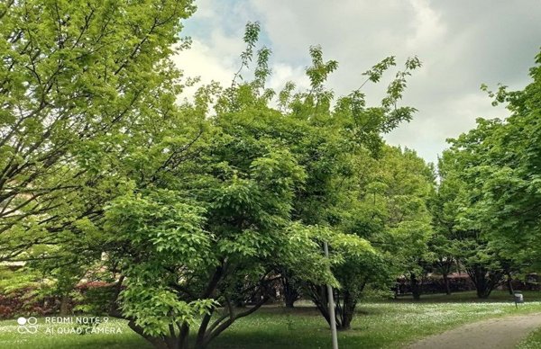 casa indipendente in vendita a Cormano
